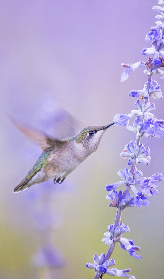 Hummingbird