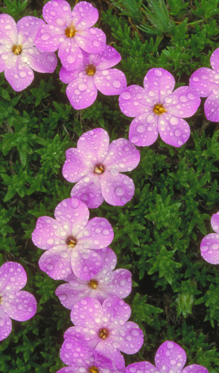 Phlox