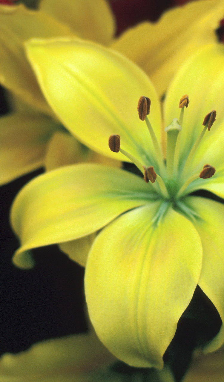 Yellow Lilies