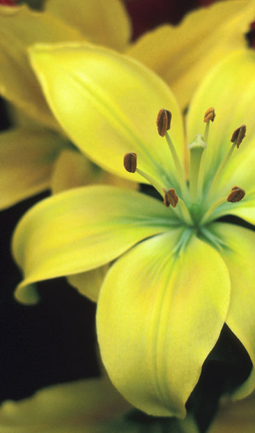 Yellow Lilies