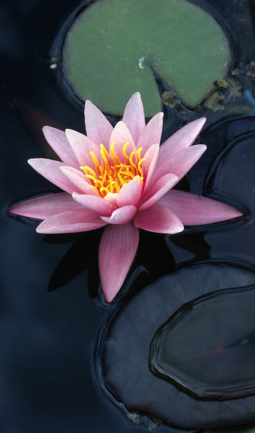 Water Lily