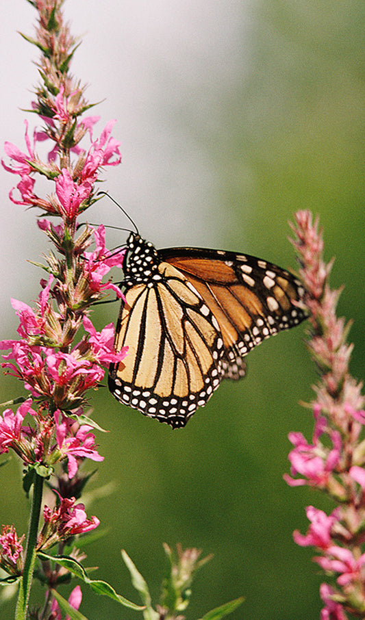 Butterfly on a Flower