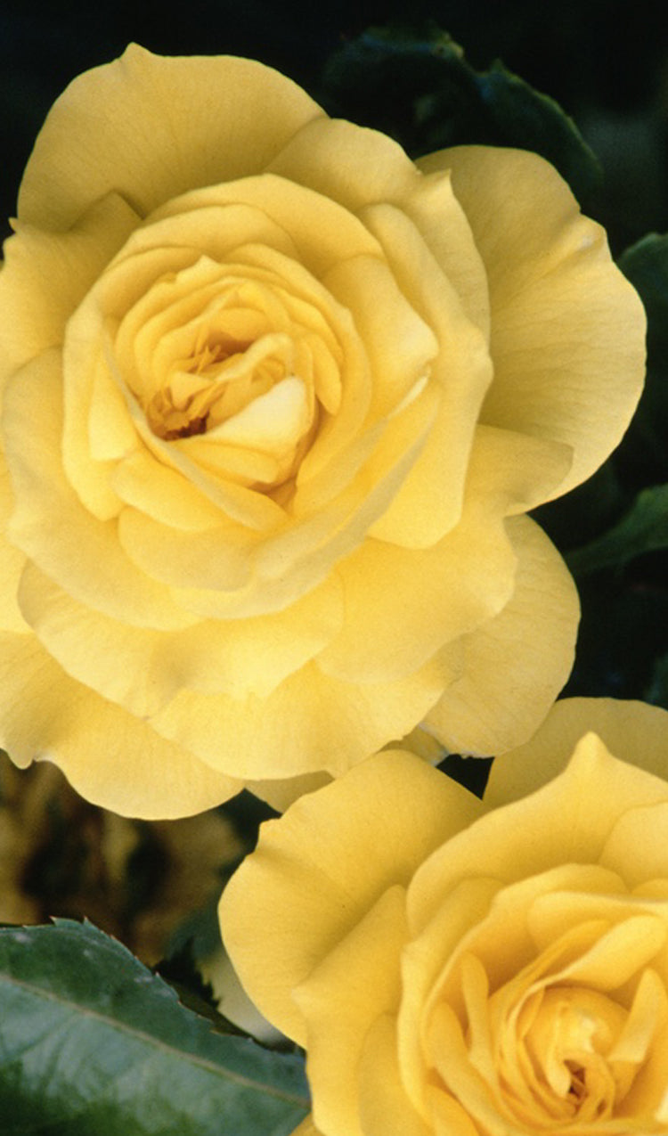 Yellow Roses