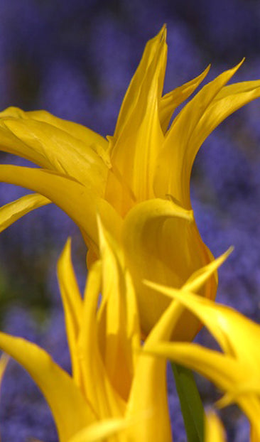 Yellow Flowers