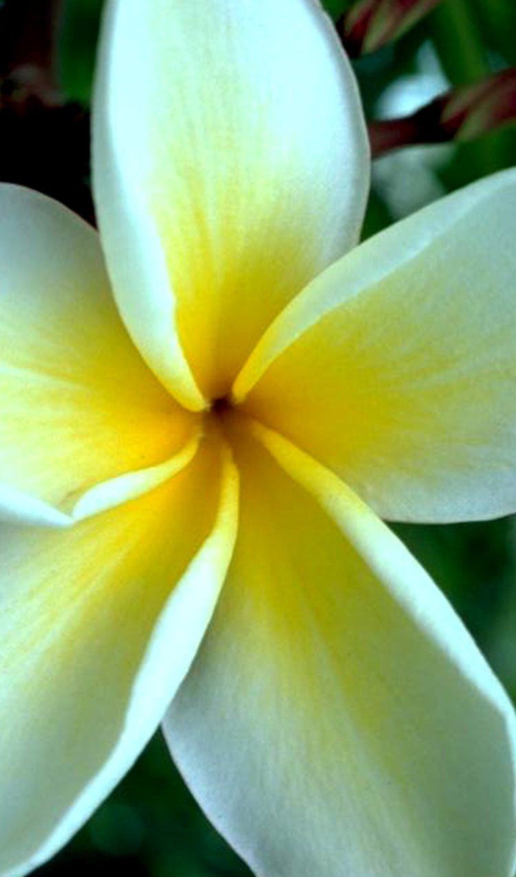 Yellow Plumeria