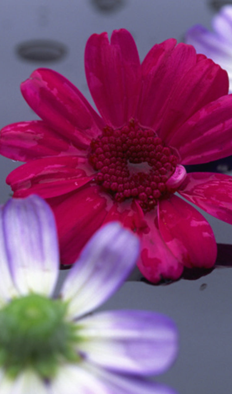 Gerber Daisy