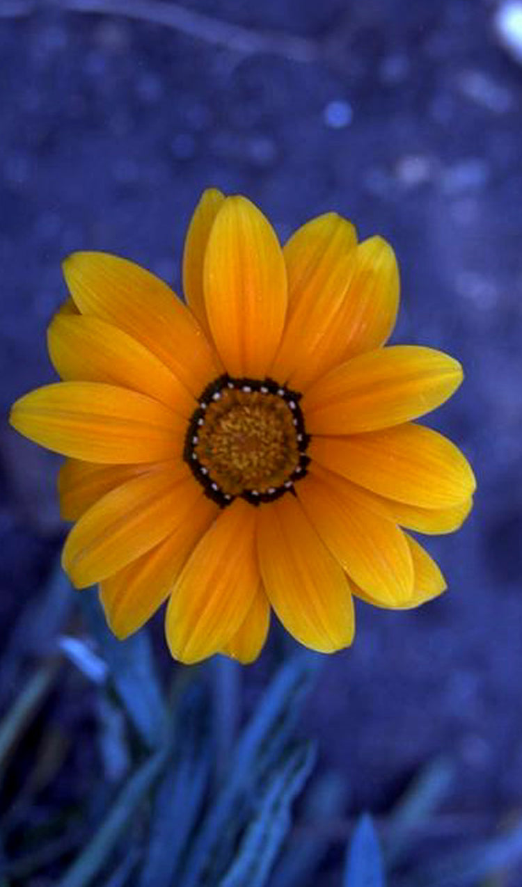 Yellow Flower