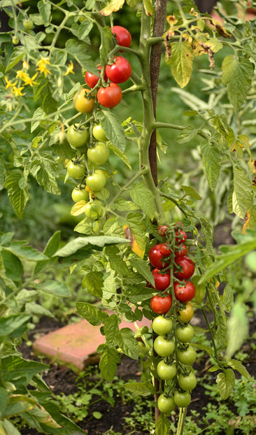 Tomatoes on the Vine