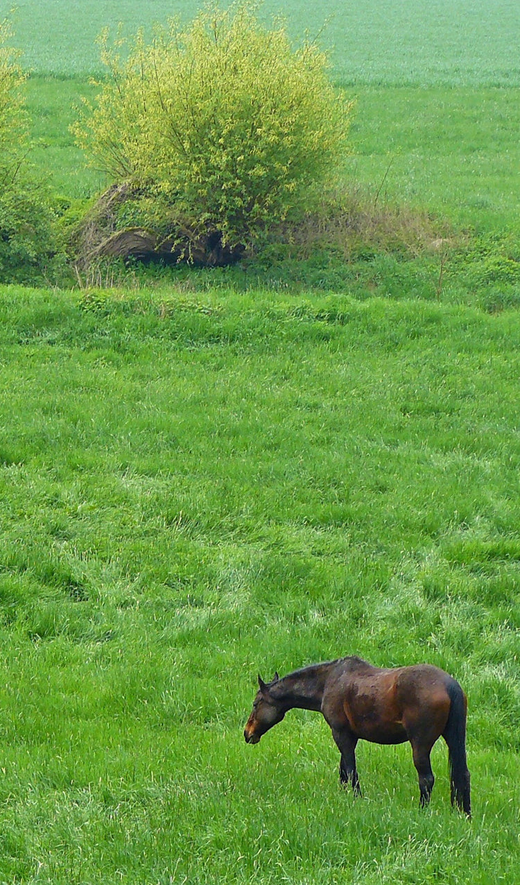 Irish Horse