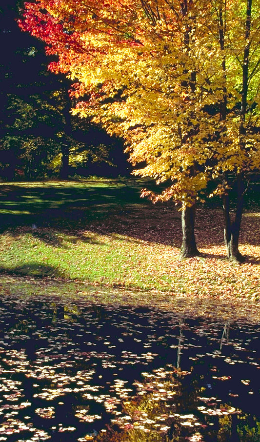 Leaves on a Pond in Fall