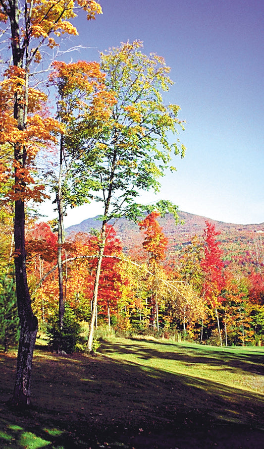 Fall Trees with Mountain