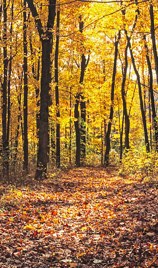 Fall Hiking Trail