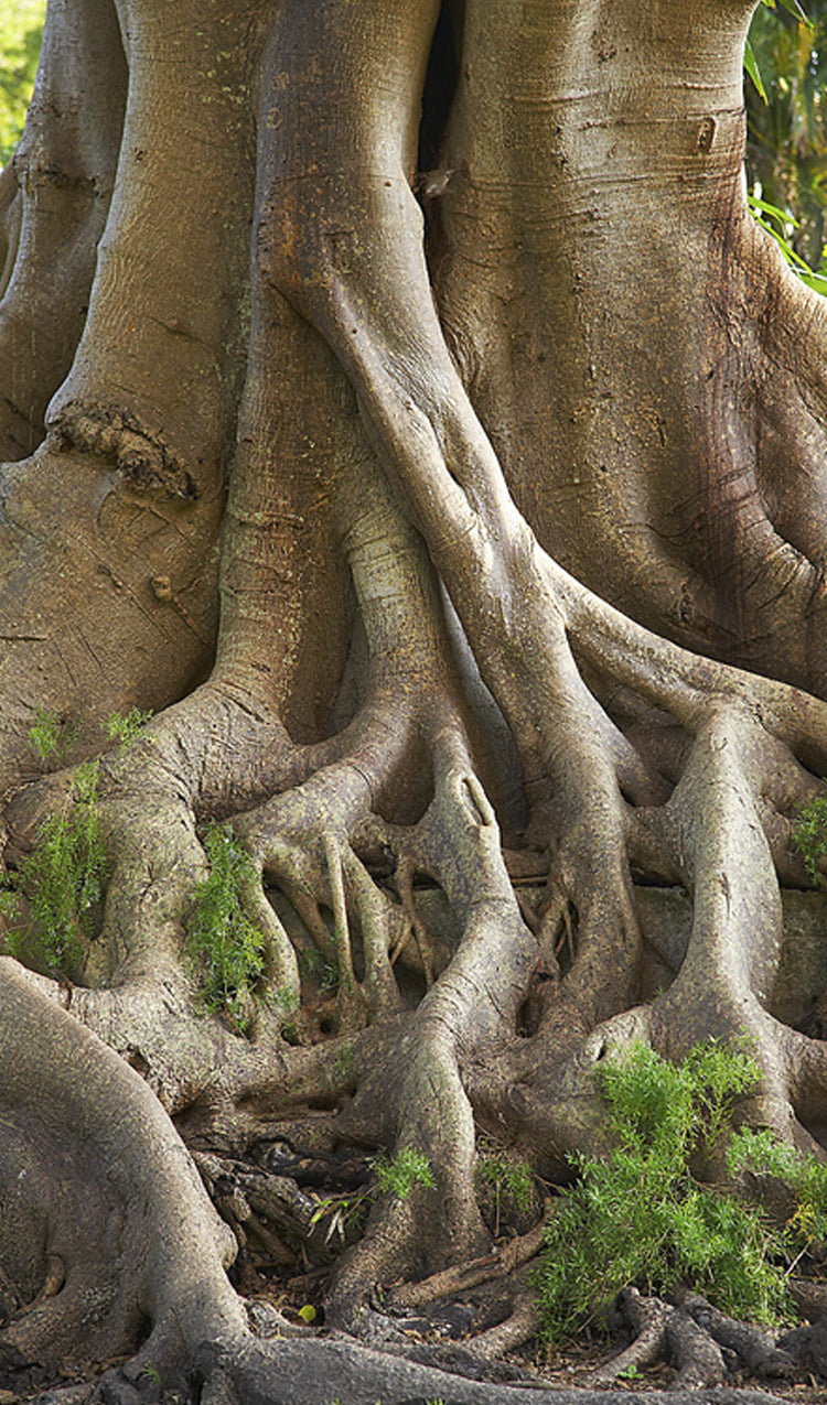 Bodhi Tree