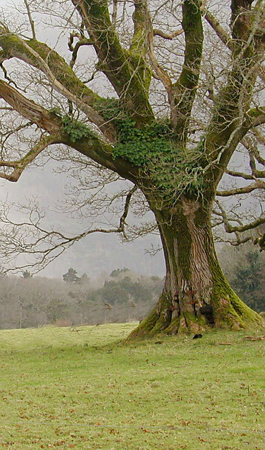 Large Oak Tree with Moss