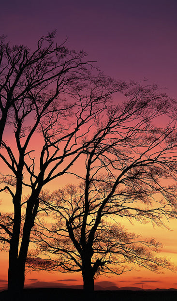 Trees at Sunset