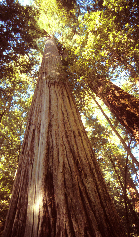 Giant Sequoia