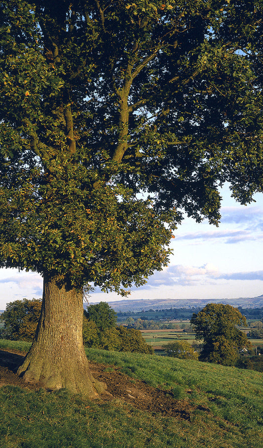 Tree in Spring