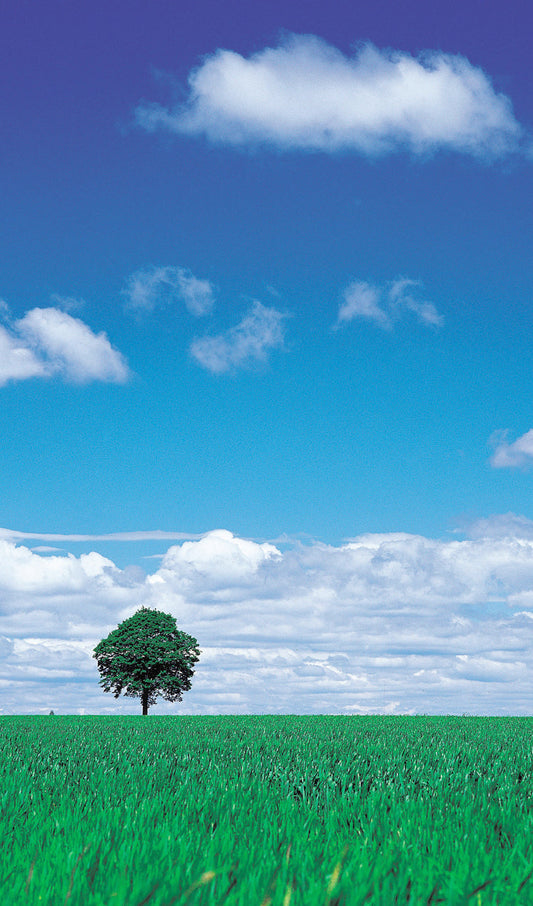 Lone Tree in Grass Field