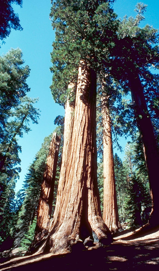 Giant Sequoia Forest