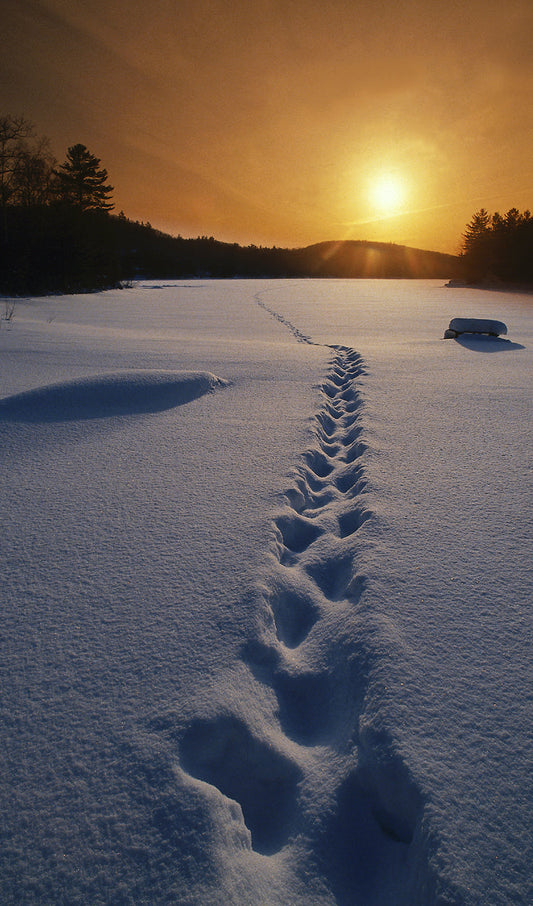 Footprints in the Snow