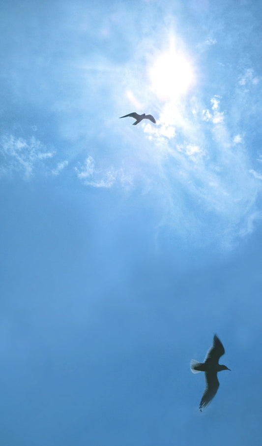 Seagulls in Sunshine