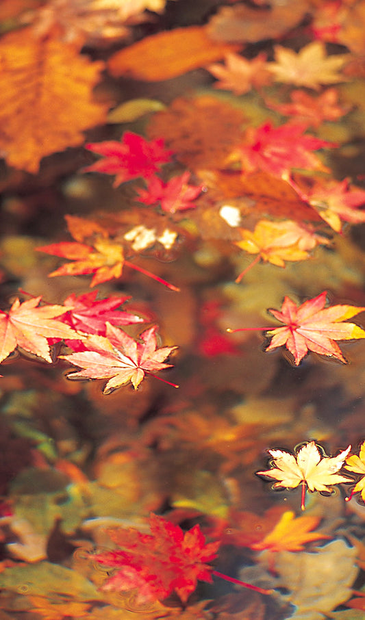 Floating Japanese Maple Leaves