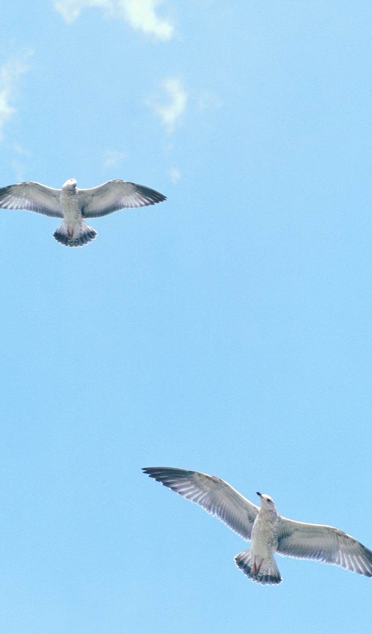 Seagulls Flying