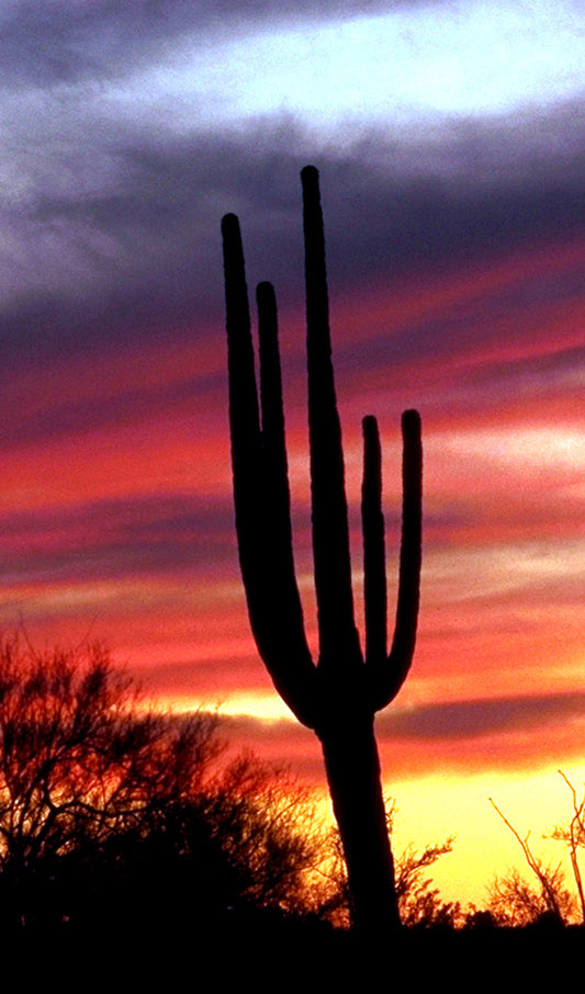 Cactus in the Desert