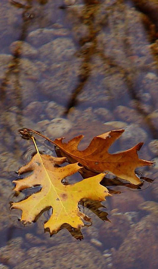 Floating Oak Leaves