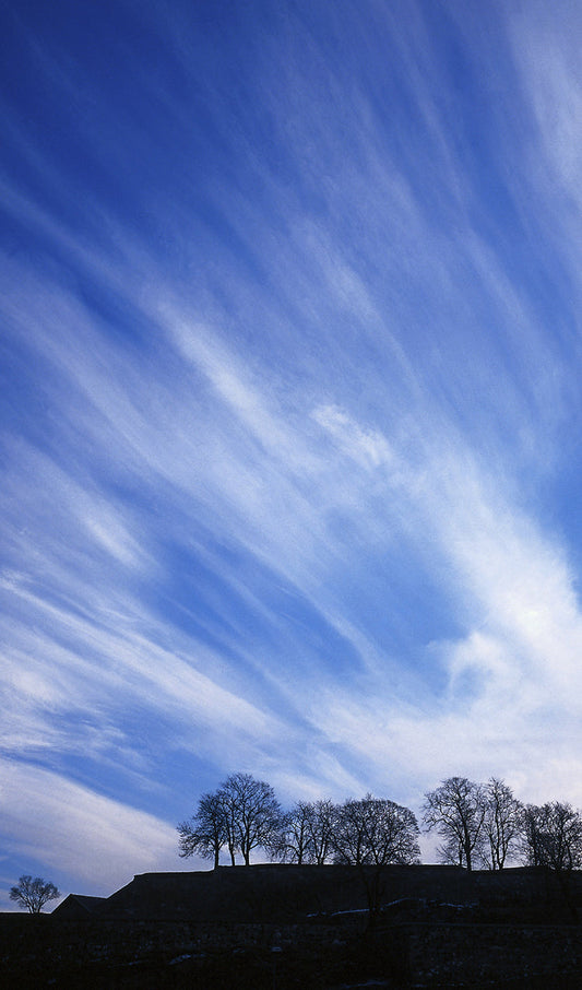 Tree Line with Boig Sky