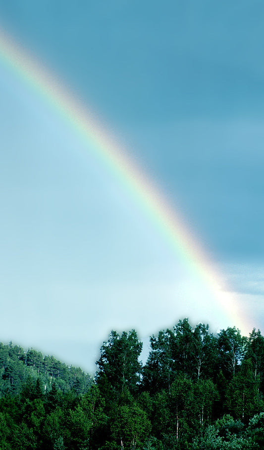 Rainbow over Trees