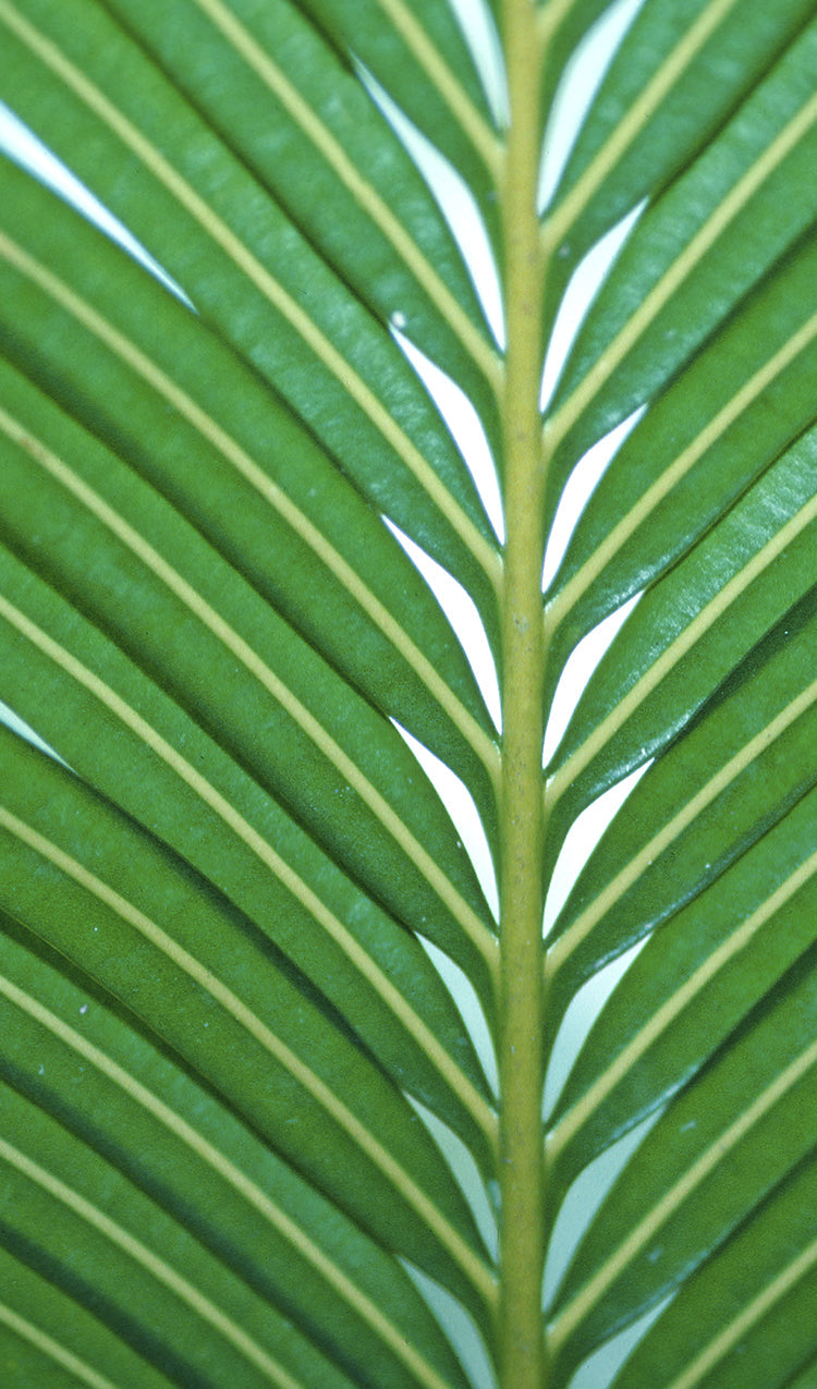 Palm Frond