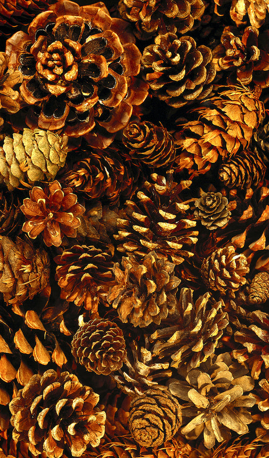 Pine Cones