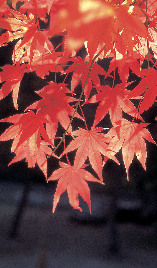 Japanese Maple Leaves