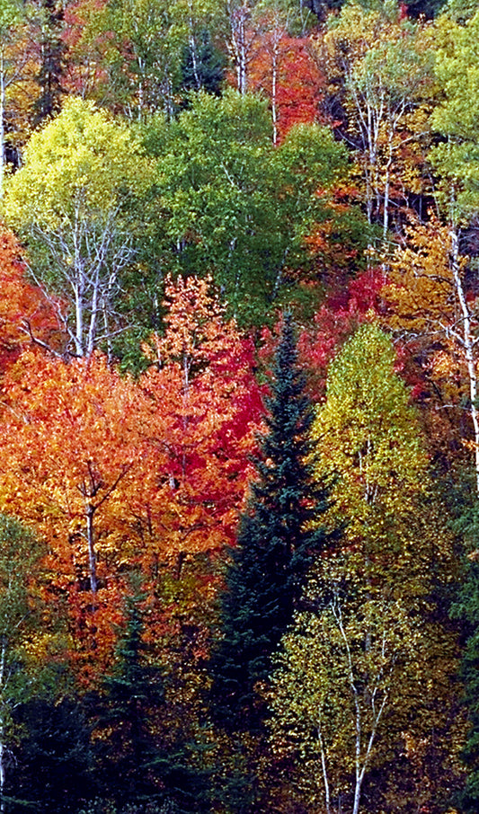 Fall Trees