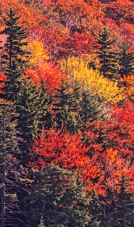 Fall Trees in a Forest